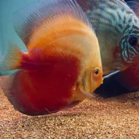 دیسکس وارداتی مولد|ماهی|کرج, گوهردشت|دیوار