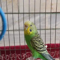 مرغ عشق|پرنده|سیرجان, |دیوار