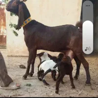 دو راس بز چهار قلو زا پاکستانی|حیوانات مزرعه|شوشتر, |دیوار