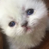بچه گربه پرشین هیمالین