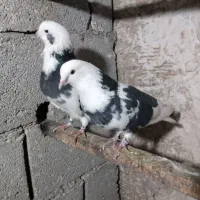 یک جفت  کبوتر تیکه پاره پرشی