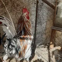 فروش خروس گلین اصل|حیوانات مزرعه|ابریشم, |دیوار