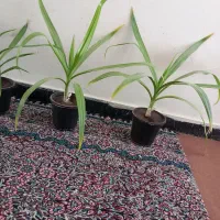 گل برگ موزی ۱۰۰ ت