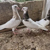 فروش کبوتر طوقی