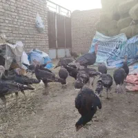 جوجه بوقلمون (باقلمون)|حیوانات مزرعه|کاشمر, |دیوار