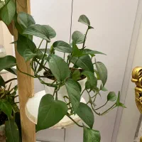 گل طبیعی|گل و گیاه طبیعی|مشهد, صیاد شیرازی|دیوار