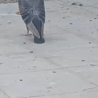 کبوتر قهوای