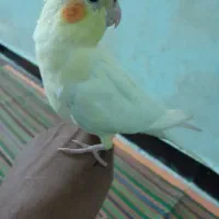 عروس هلندی ماده