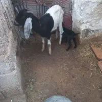 تیشترکهره دار