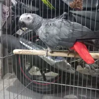 کاسکو نر