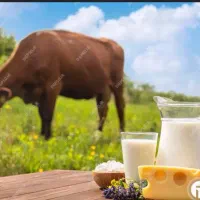 لبنیات اصل کرمانج کوهستان