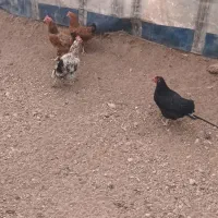۴ عدد مرغ تخم گزار ب فروش می‌رسد