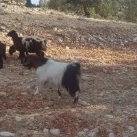 فروشی حیوان چپش