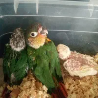 جوجه‌گرینچک‌سرلاکی‌‌وکوتوله،وکوتوله‌مولد