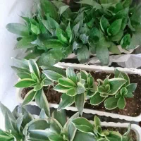 گل های آپارتمانی وکاکتوس های زیبا بفروش میرسد|گل و گیاه طبیعی|زرقان, |دیوار