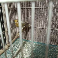 قناری نر اوپال زرد|پرنده|مشهد, رضاشهر|دیوار