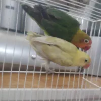 طوطی کوتوله