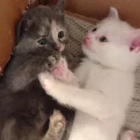 گربه های ناز و بغلی و نژاددار چش ۲رنگ آبی سبز