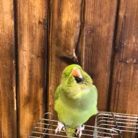 ملنگو ماده یکسالو نیم|پرنده|سلمان‌شهر, |دیوار