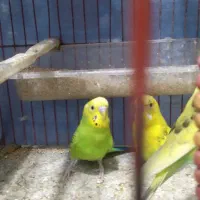 مرغ عشق|پرنده|ملارد, |دیوار