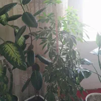 گل های خانگی|گل و گیاه طبیعی|دهگلان, |دیوار