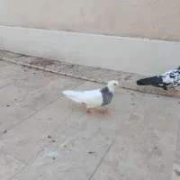 کفترطوقی دوکت