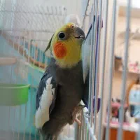 یک عدد عروس هلندی