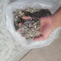 تخمه S400 درجه یک خوی
