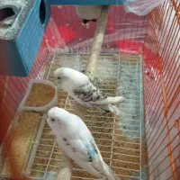 مرغ عشق|پرنده|انزل, |دیوار