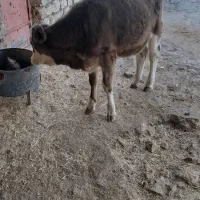 گوساله ماده فروشی