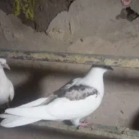 کبوتر کفتر مفت|پرنده|چالدران, |دیوار