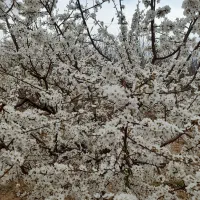 باغ میوه ۵۰۰ متری بر اتوبان ازنا به درود