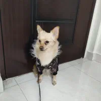 پامر اشپیتز جهت جفت گیری