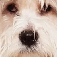 سگ تربیت شده نژاد فرانسوی رایگان|سگ|تهران, نیاوران|دیوار