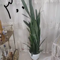 انواع گل سرحال