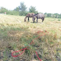 مادیان وکره|اسب و تجهیزات اسبسواری|شاندرمن, |دیوار