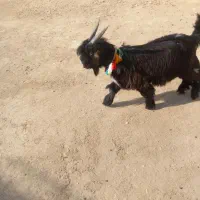 بیگ ختمی|حیوانات مزرعه|ایذه, |دیوار