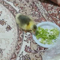 ۱۰تا جوجه غاز ۶ روزه