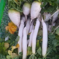 ترب سفید کوهستانی اشنویه