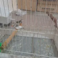 فنچ مولد واقعی با تخم و جوجه