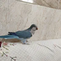 پرنده، طوطی