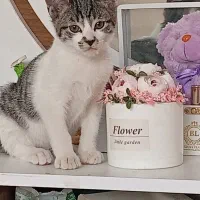 واگذاری گربه|گربه|کرمانشاه, |دیوار