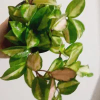 کنتیا .سیکاس.برکین ،پتوس ارتشی.تخفیف|گل و گیاه طبیعی|مشهد, حسابی جنوبی (شهرک غرب)|دیوار