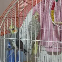 یک جفت عروس هلندی