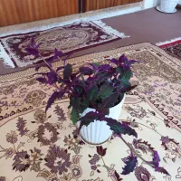 گلهای شاداب و زیبا|گل و گیاه طبیعی|خوی, |دیوار