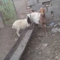 میش و بره