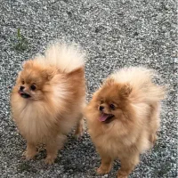 موتور یا گوشی معاوضه با پامرانین ماده اصیل وارداتی