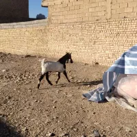 چپش بز بزغاله میش|حیوانات مزرعه|نجفآباد, حومه نجف آباد|دیوار