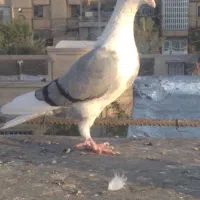 تاختی دوکت
