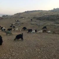 بزه|حیوانات مزرعه|مسجد سلیمان, |دیوار